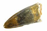 Fossil Spinosaurus Tooth - Real Dinosaur Tooth #354723-1